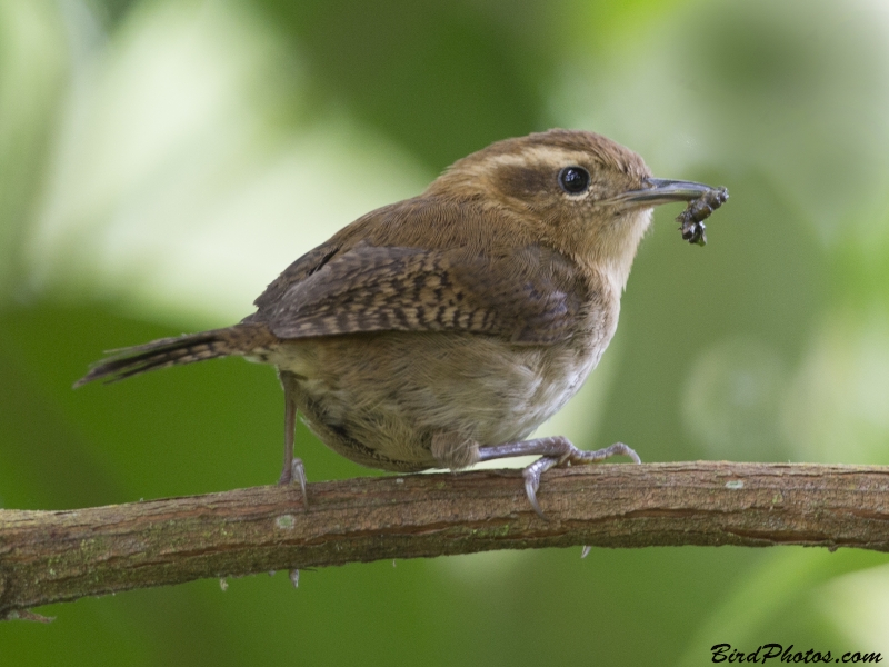 Mountain Wren