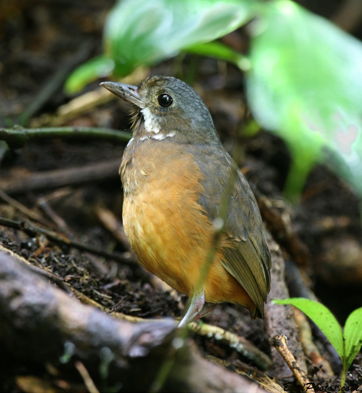 Moustached Antpitta