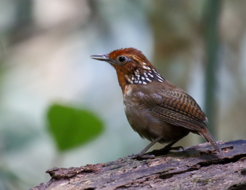 Musician Wren