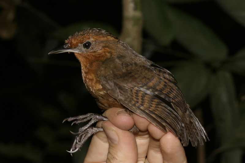 Musician Wren