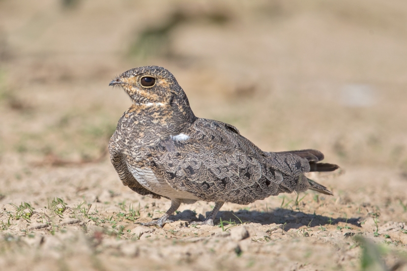 Nacunda Nighthawk