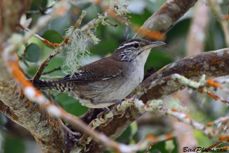 Niceforo's Wren