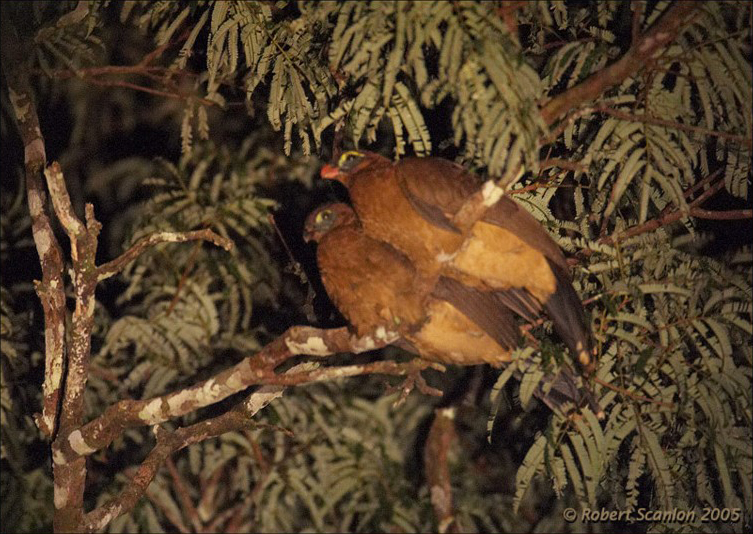 Nocturnal Curassow