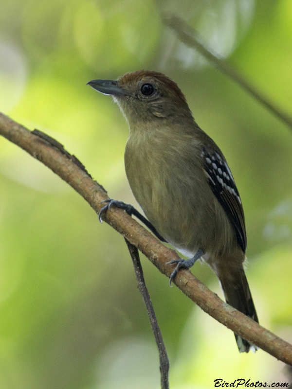 Northern Slaty Antshrike