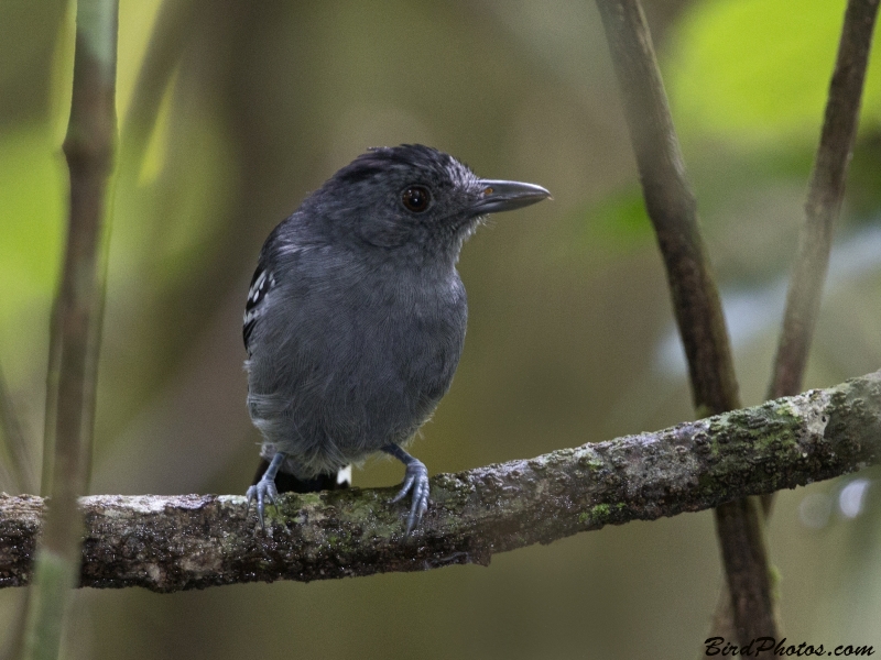 Northern Slaty Antshrike