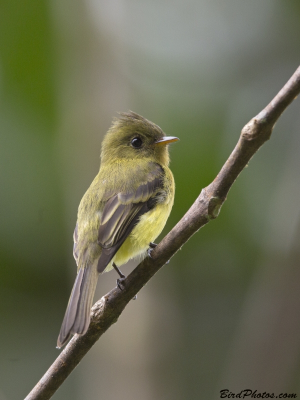 Northern Tufted Flycatcher