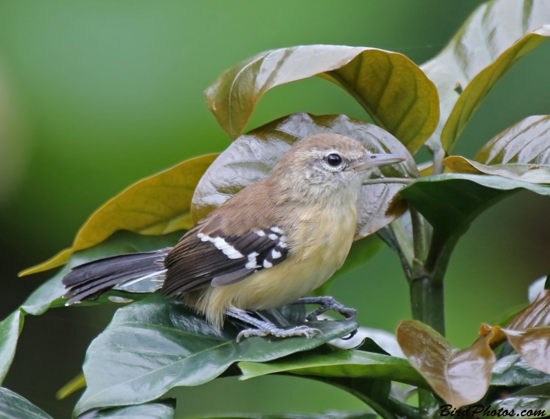 Northern White-fringed Antwren