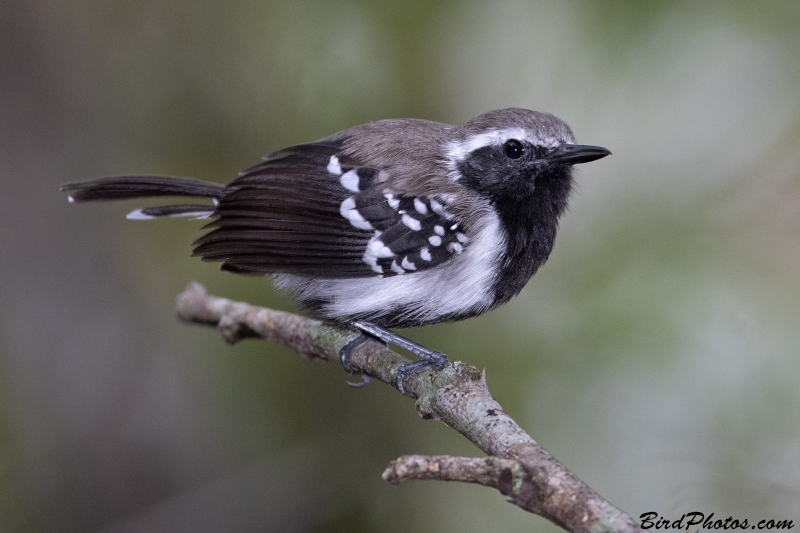 Northern White-fringed Antwren