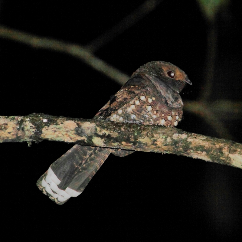 Ocellated Poorwill