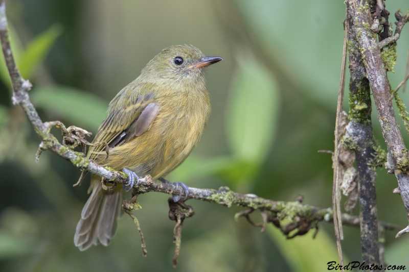 Ochre-bellied Flycatcher