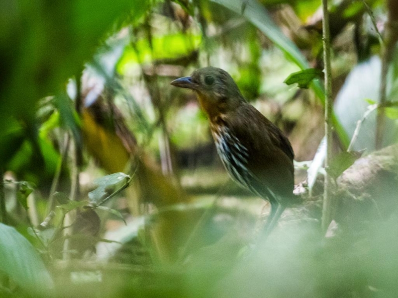 Ochre-striped Antpitta