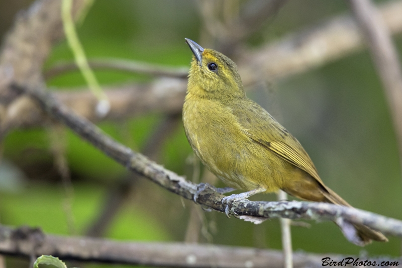 Oleaginous Hemispingus