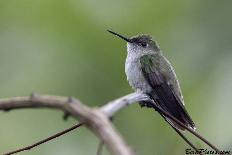 Olive-spotted Hummingbird