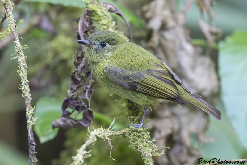 Olive-striped Flycatcher