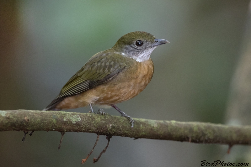 Orange-crested Manakin