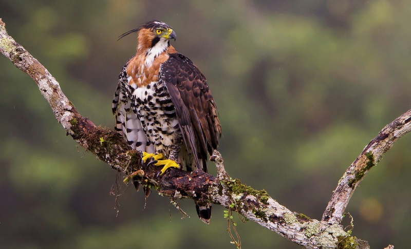 Ornate Hawk-Eagle
