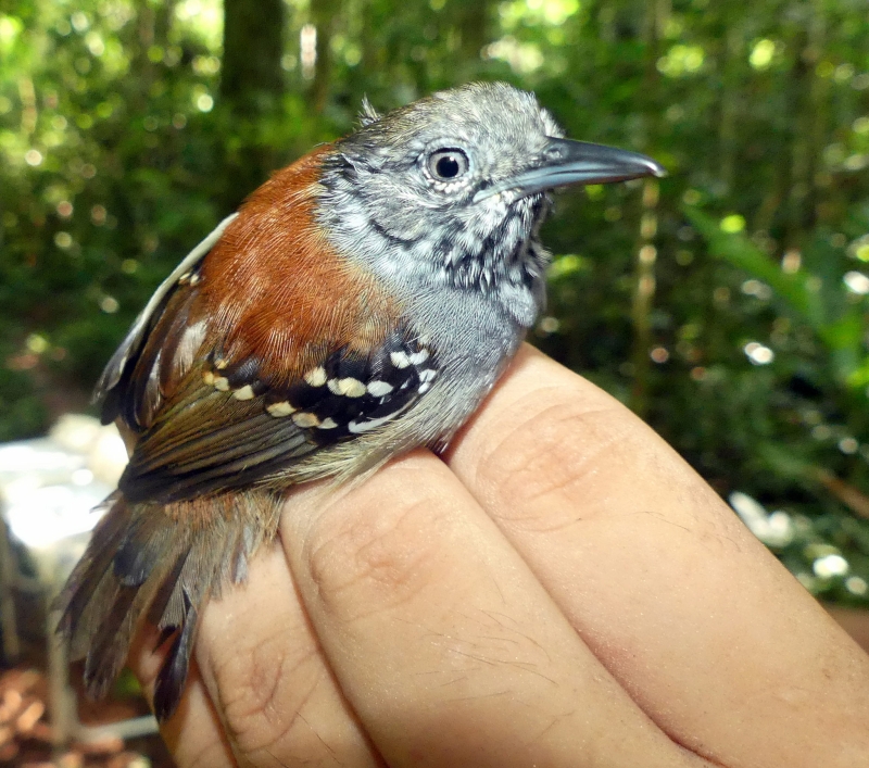 Ornate Stipplethroat