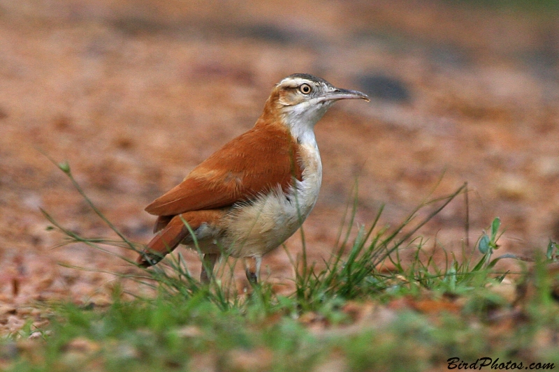 Pacific Hornero