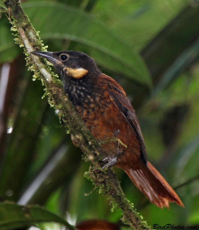 Pacific Tuftedcheek