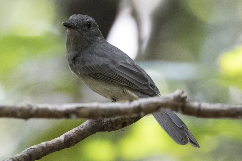 Pale-bellied Mourner