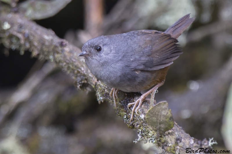 Pale-bellied Tapaculo