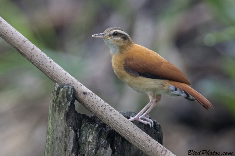 Pale-legged Hornero