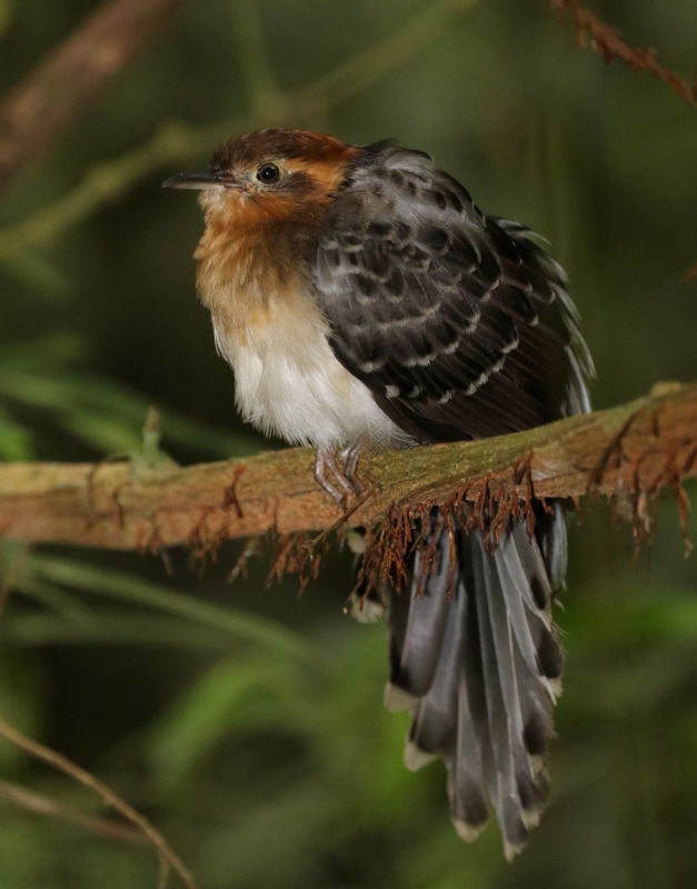 Pavonine Cuckoo