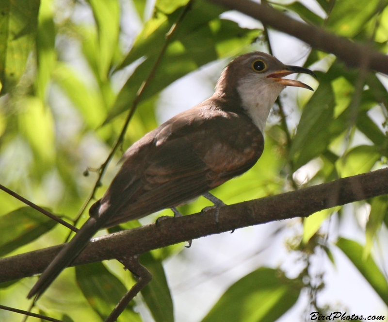 Pearly-breasted Cuckoo