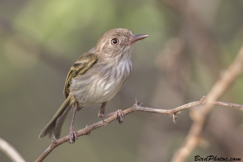 Pearly-vented Tody-Tyrant