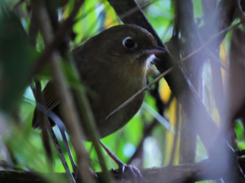 Perija Antpitta