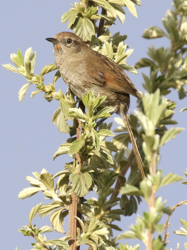 Perija Thistletail