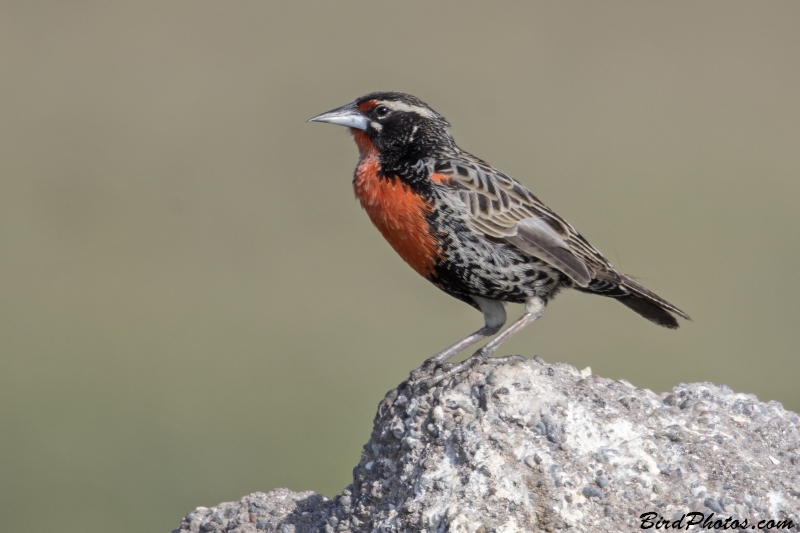 Peruvian Meadowlark