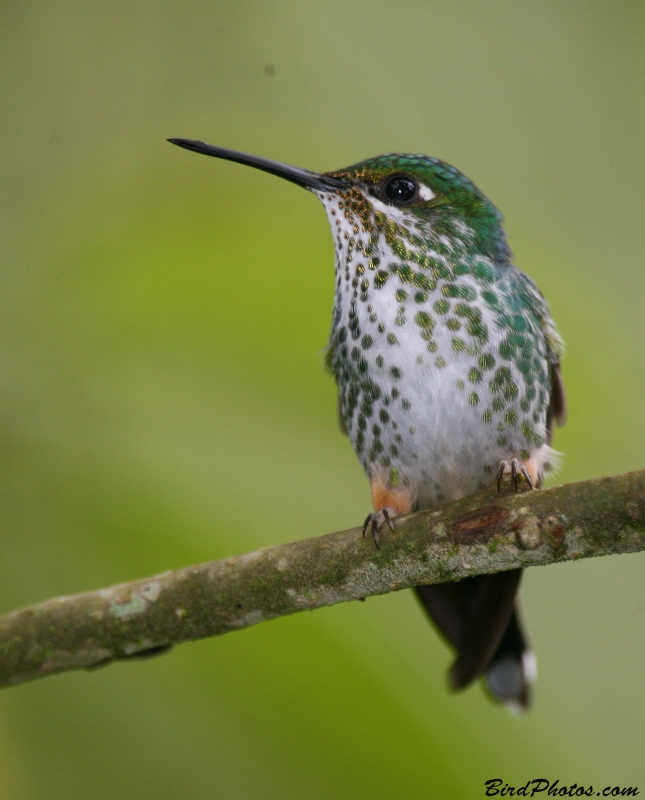 Peruvian Racket-tail