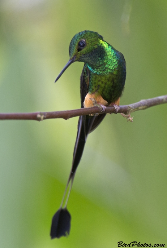 Peruvian Racket-tail