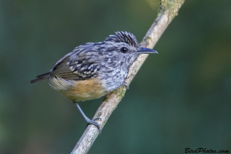 Peruvian Warbling Antbird