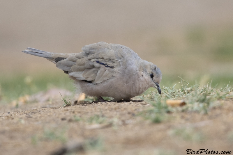 Picui Ground Dove