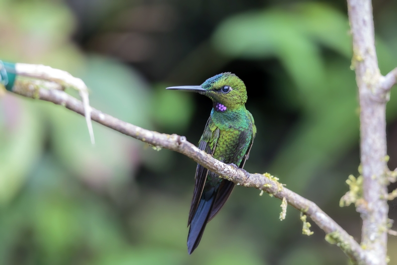 Pink-throated Brilliant