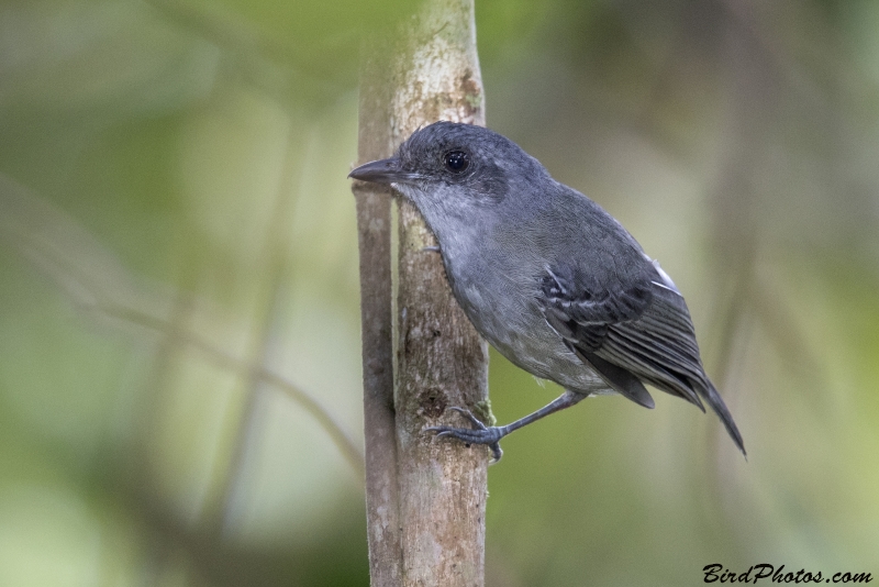 Plain Antvireo