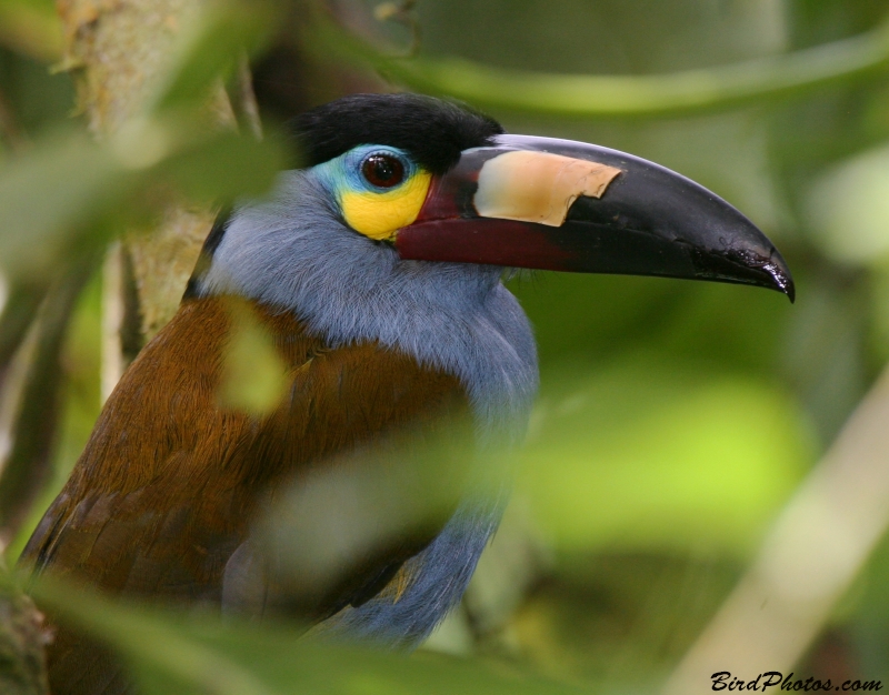 Plate-billed Mountain Toucan