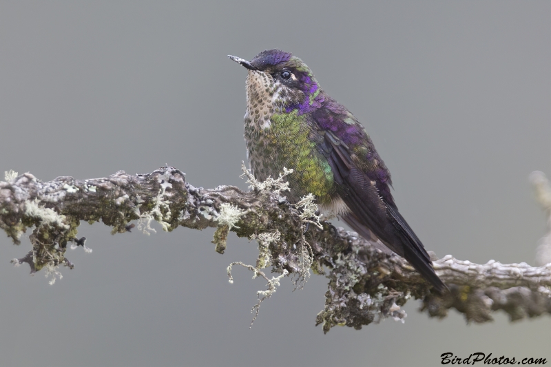 Purple-backed Thornbill