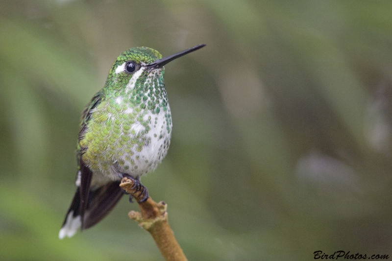 Purple-bibbed Whitetip