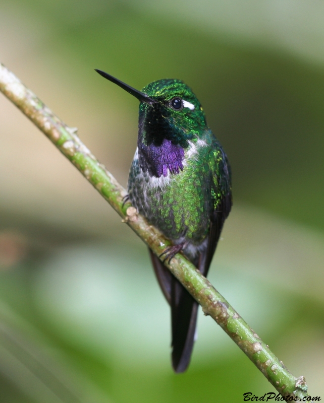 Purple-bibbed Whitetip