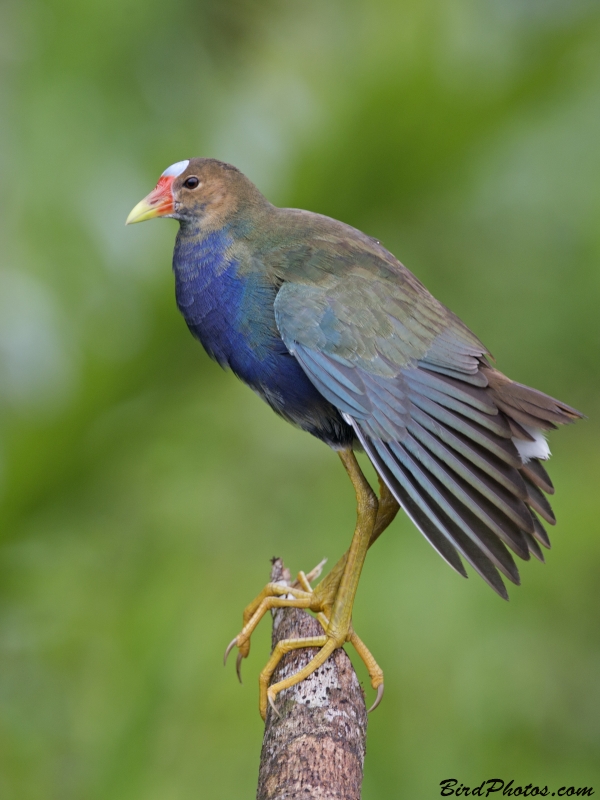 Purple Gallinule