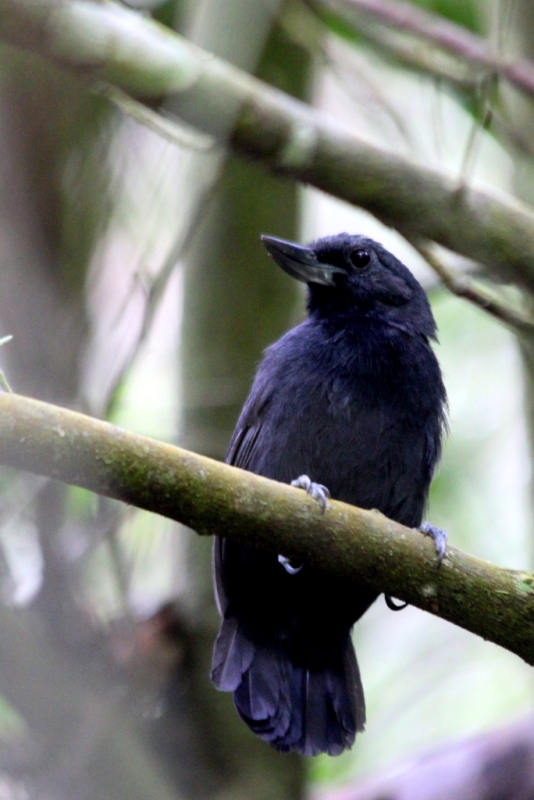 Recurve-billed Bushbird