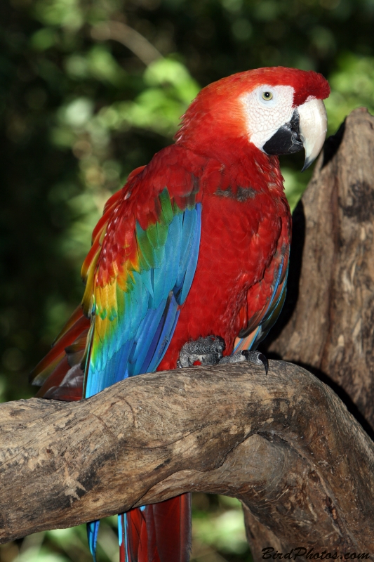 Red-and-green Macaw