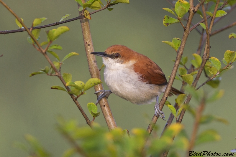 Red-and-white Spinetail