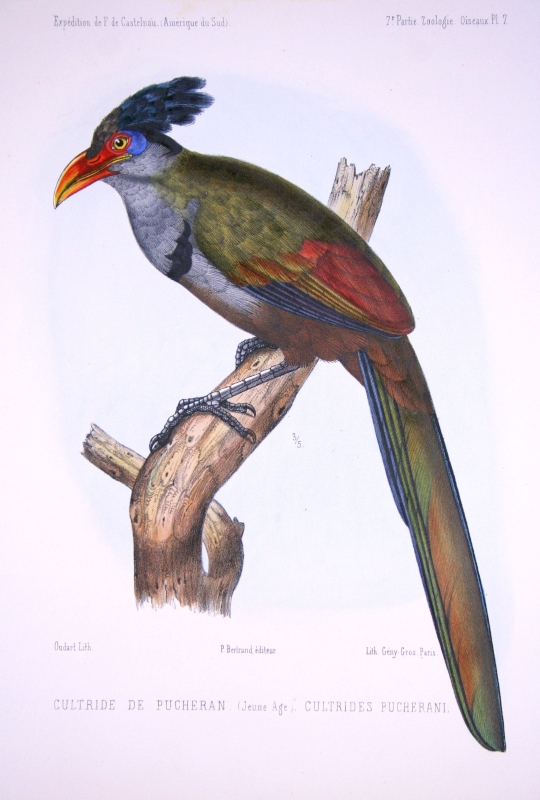 Red-billed Ground Cuckoo