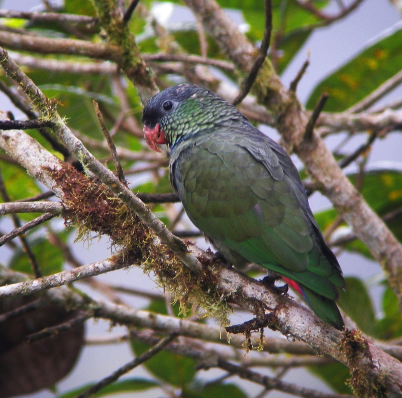 Red-billed Parrot