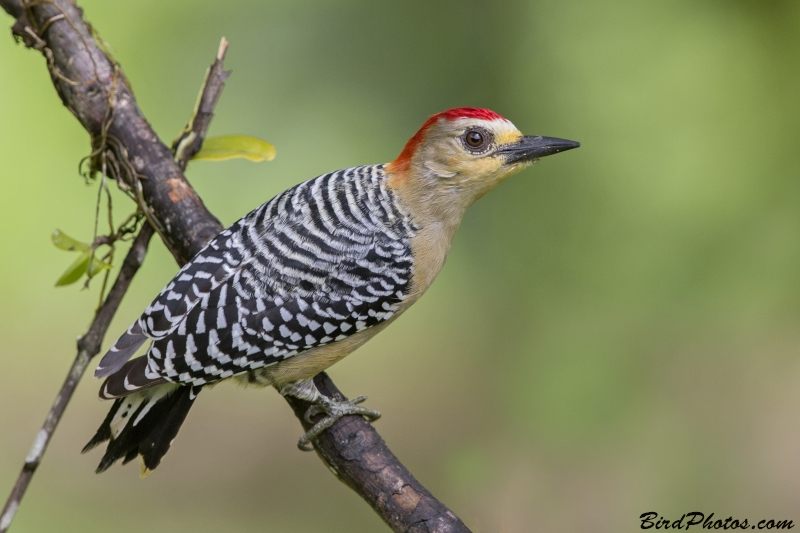 Red-crowned Woodpecker