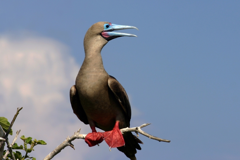 Red-footed Booby